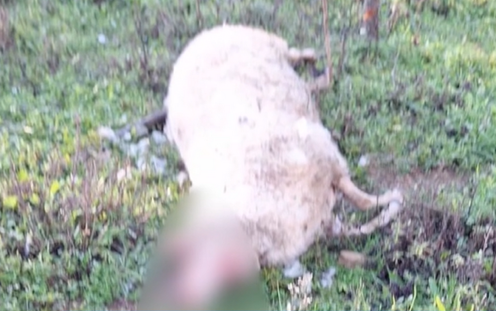 Tre pecore sbranate a Vallo: nuovo attacco a ridosso delle abitazioni, cresce la paura per la presenza dei lupi