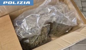 salerno cannabis sequestro denunce
