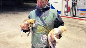 cuccioli abbandonati Campagna