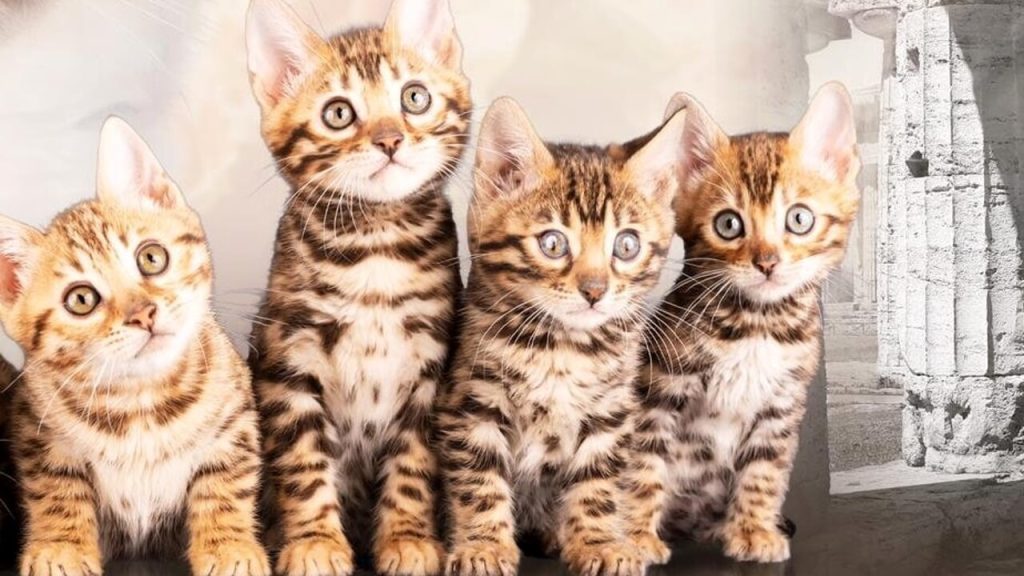 sarno gatti morti sospetto avvelenamento