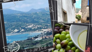 ulivi monumentali Cilento