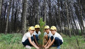 “Rigeneriamo la Pineta”: a Capaccio un incontro per discutere le proposte per il restauro della foresta costiera