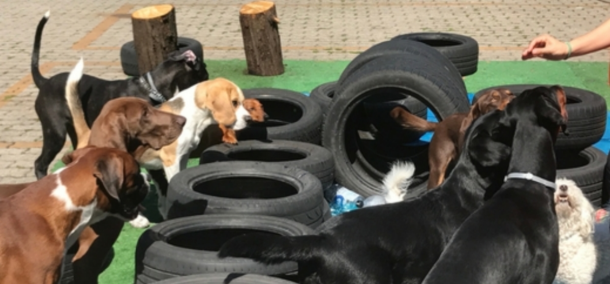 battipaglia chiuso asilo cani senza permessi