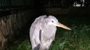 san marzano sarno airone cenerino salvato 24 gennaio