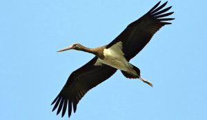 albanella avvistata cicogna nera