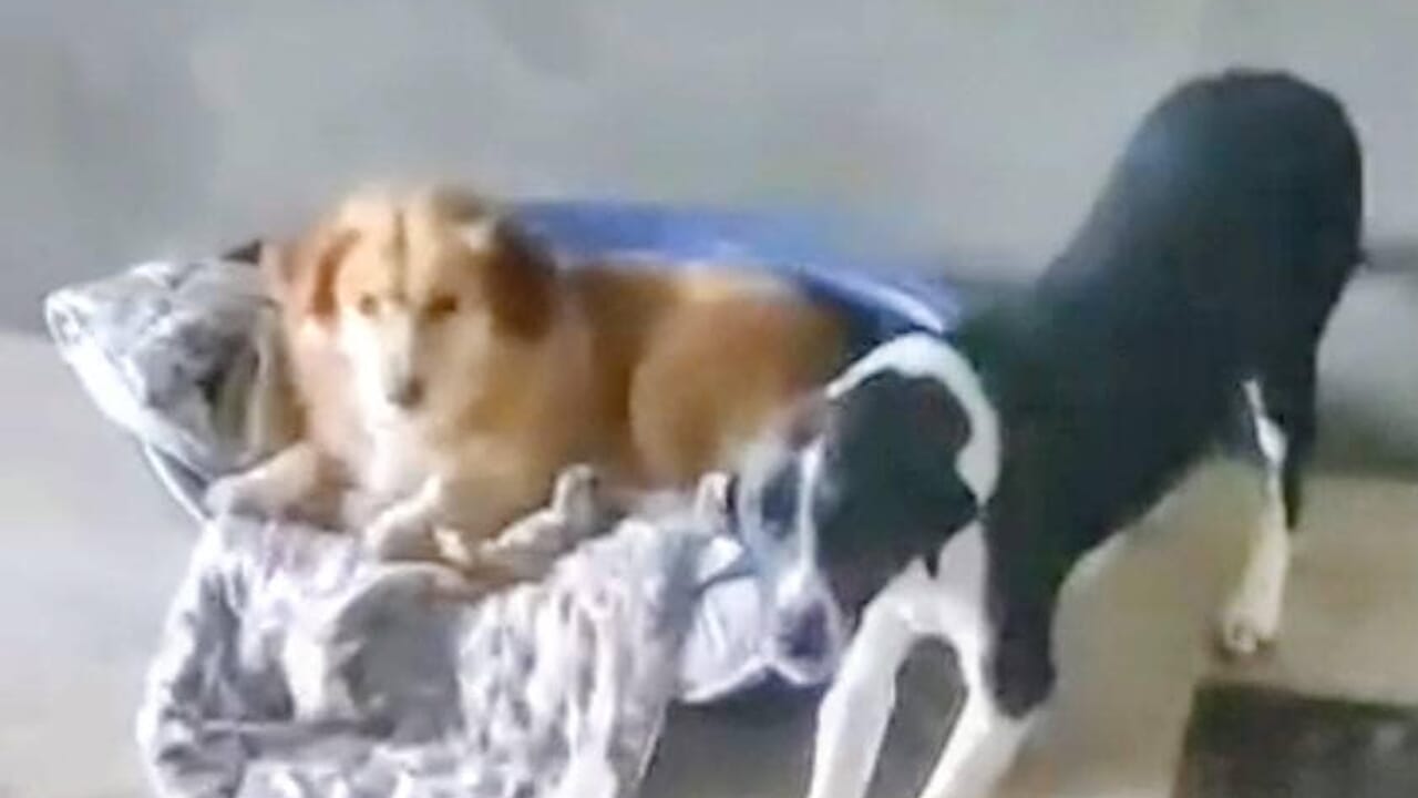 canile vallo diano raccolta fondi acquisto ceste cucce