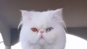 Cicerale, gattino sbranato da un branco di cani: l’allarme della proprietaria sui social