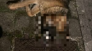 baronissi cane morto ingerito petardo