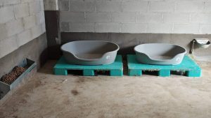 oipa vallo diano appello cucce cani