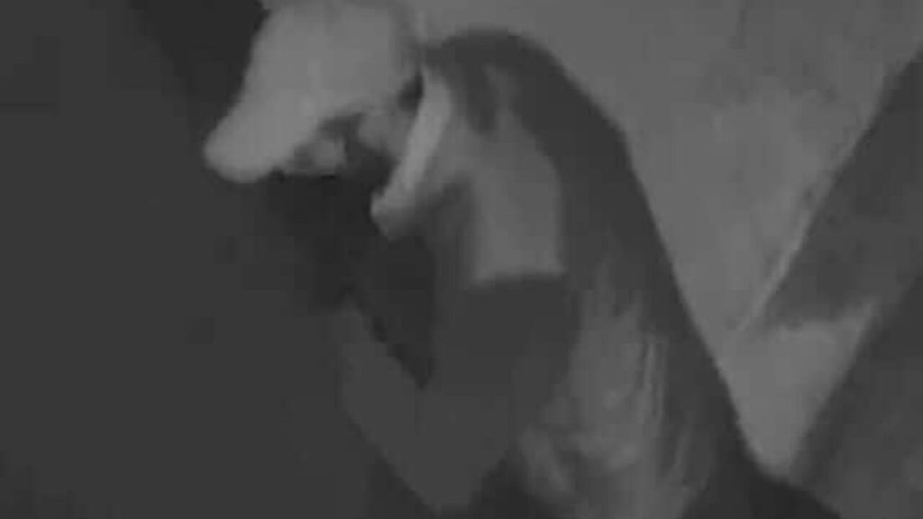 scafati tentato furto 17 gennaio