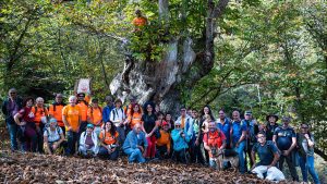 alberi monumentali Cilento
