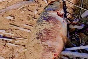 Agropoli carpe morte