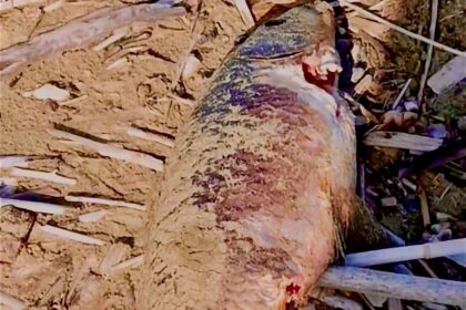 Agropoli carpe morte