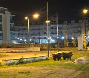 cinghiali pagliarone 15 gennaio