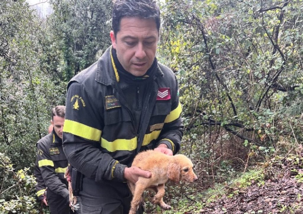 salerno cucciolo salvato dirupo