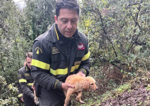 salerno cucciolo salvato dirupo