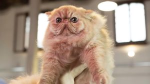 paestum cat show 2026