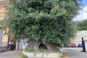 sala consilina ulivo ultracentenario albero monumentale