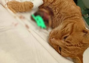 gatto randagio ferito petardi volla
