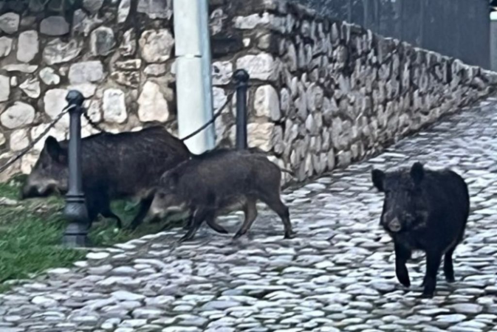 auletta branco cinghiali centro 11 gennaio