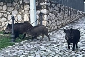 auletta branco cinghiali centro 11 gennaio