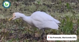 Salerno airone Mariconda