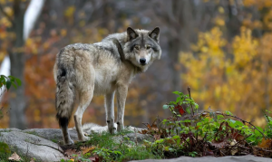 Casal Velino lupo morto