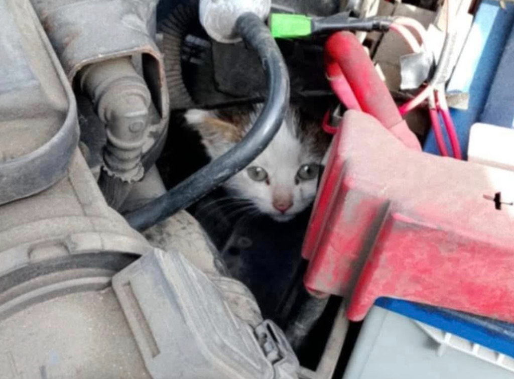 salerno gattina motore