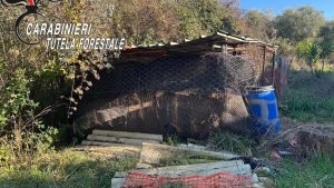 Maltrattamenti animali Ailano