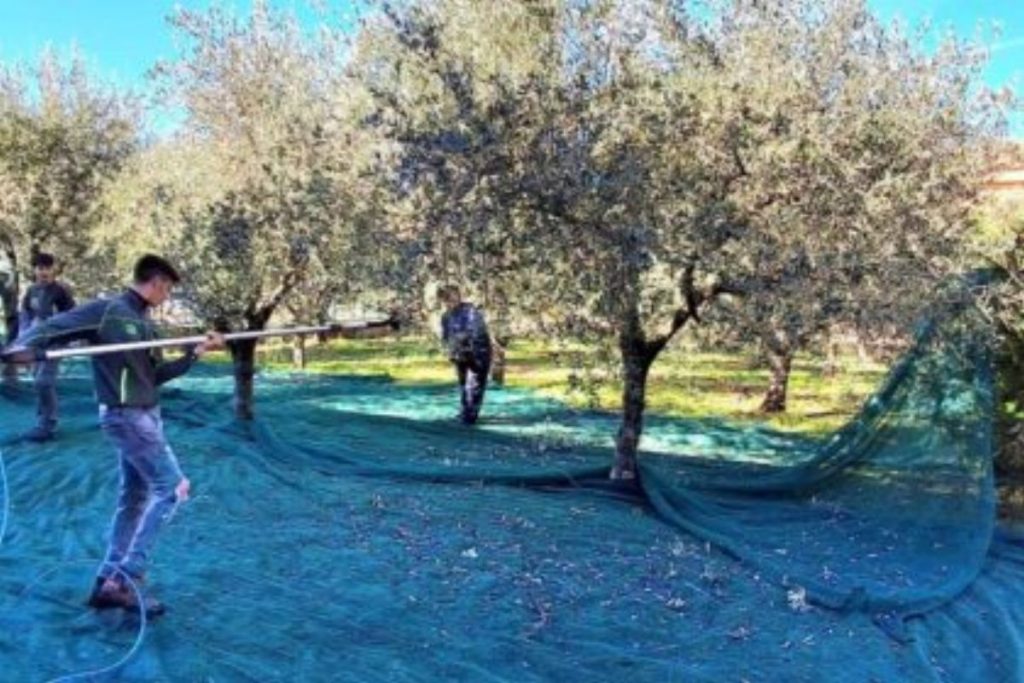 studenti sala consilina campagna olivicola