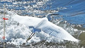 airone bianco salerno