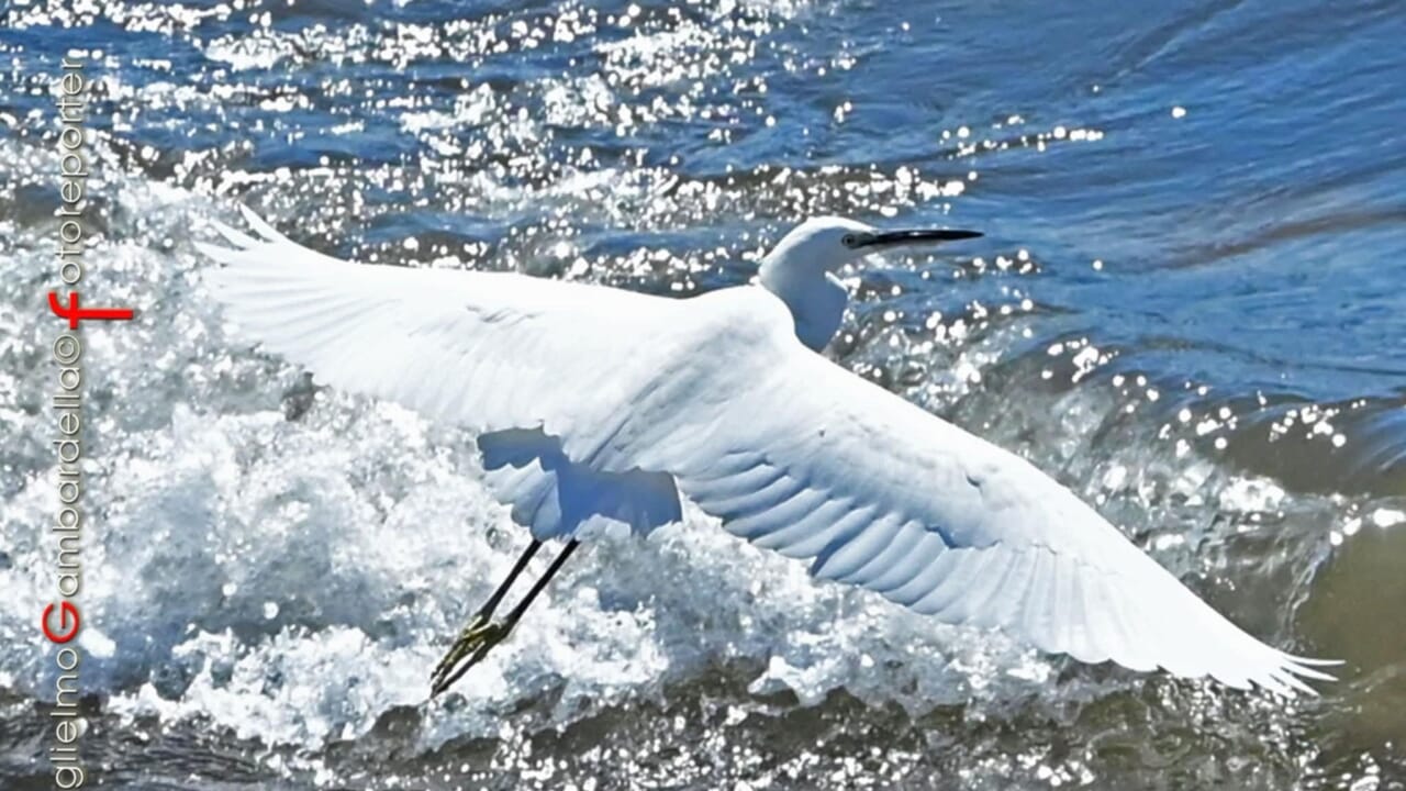 airone bianco salerno