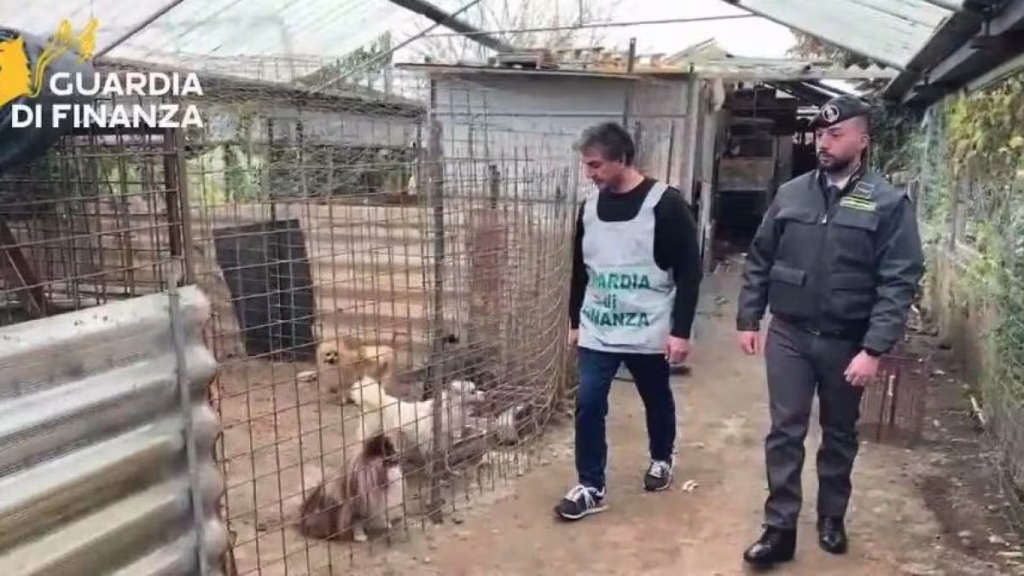 canile abusivo ercolano