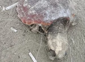 Agropoli caretta caretta morta