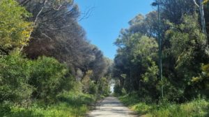 pineta eboli capaccio via libera lavori riqualificazione