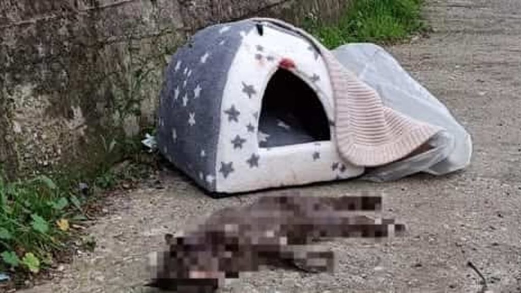 nocera inferiore gatto morto 20 gennaio