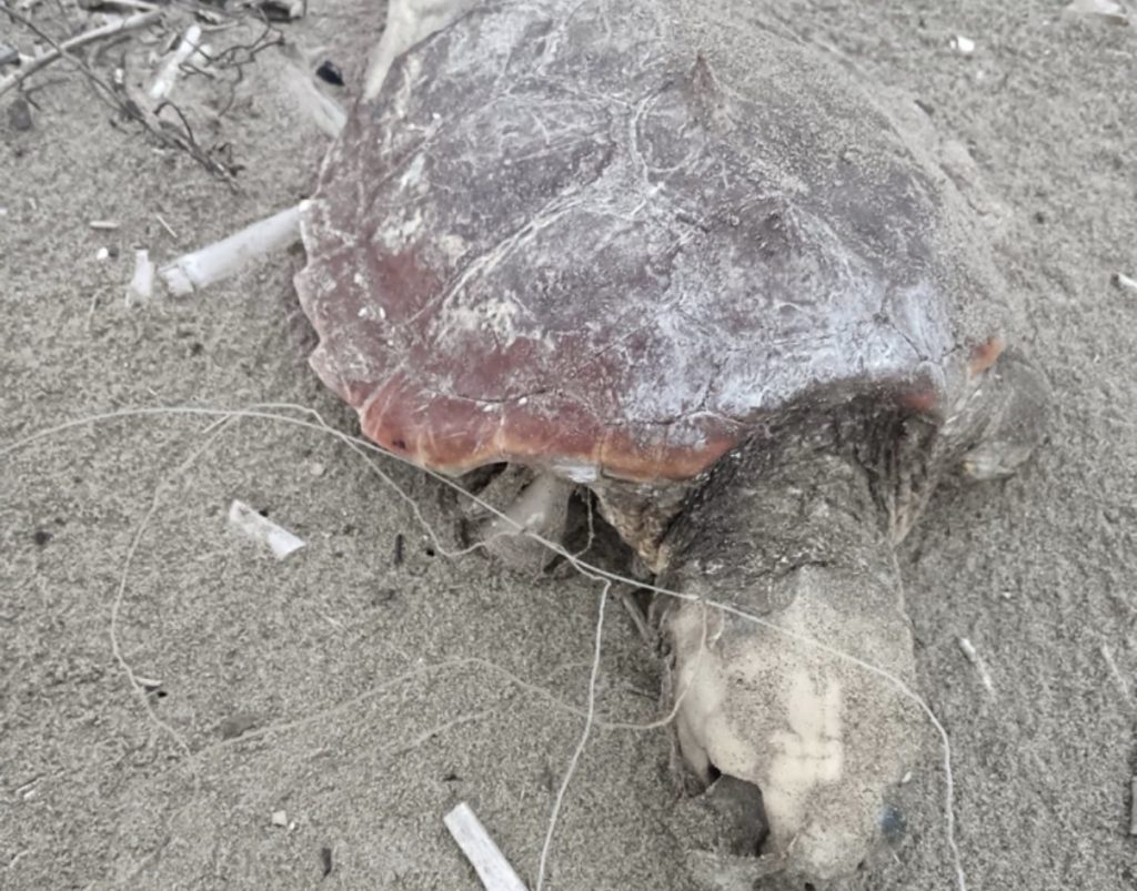 agropoli tartaruga caretta caretta morta