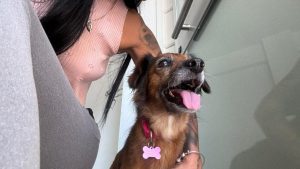 Salerno piange Bella, la cagnolina randagia dal cuore fragile